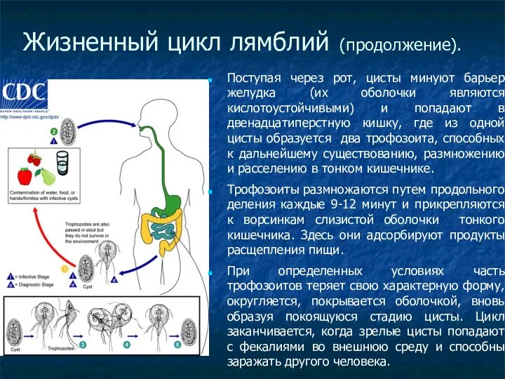 Жизненный цикл лямблий (продолжение). Поступая через рот, цисты минуют барьер желудка