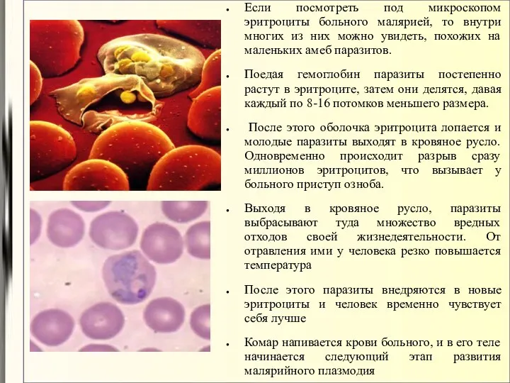 Если посмотреть под микроскопом эритроциты больного малярией, то внутри многих из