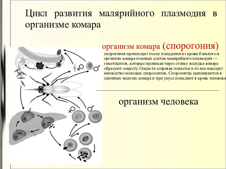 Цикл развития малярийного плазмодия в организме комара организм комара (спорогония) спорогония