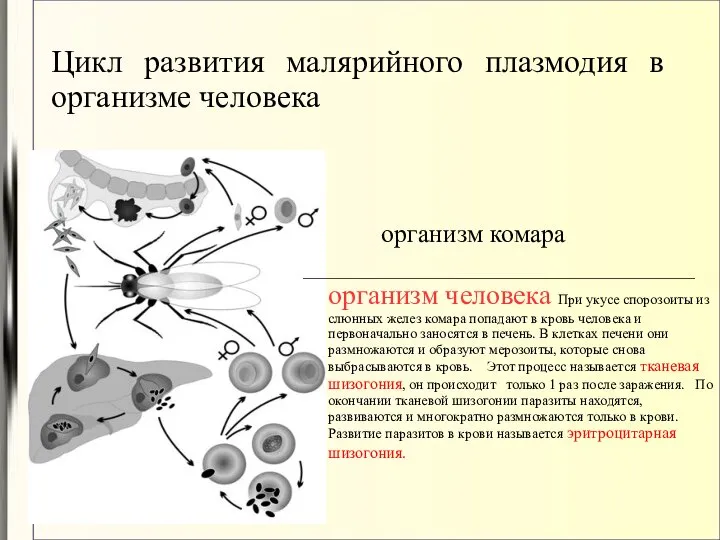 Цикл развития малярийного плазмодия в организме человека организм комара ________________________________________________________ организм