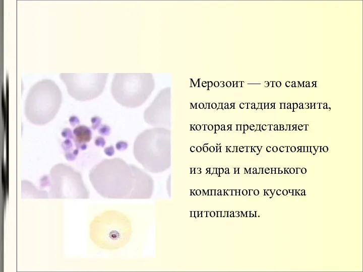 Мерозоит — это самая молодая стадия паразита, которая представляет собой клетку