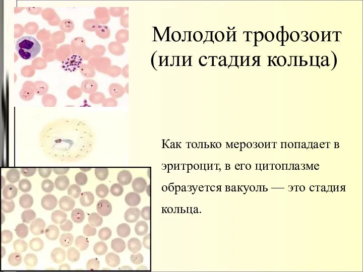 Молодой трофозоит (или стадия кольца)‏ Как только мерозоит попадает в эритроцит,