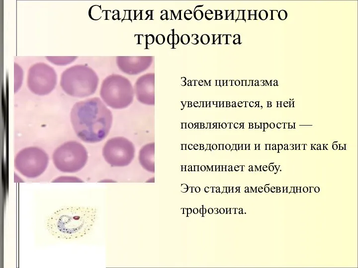 Стадия амебевидного трофозоита Затем цитоплазма увеличивается, в ней появляются выросты —