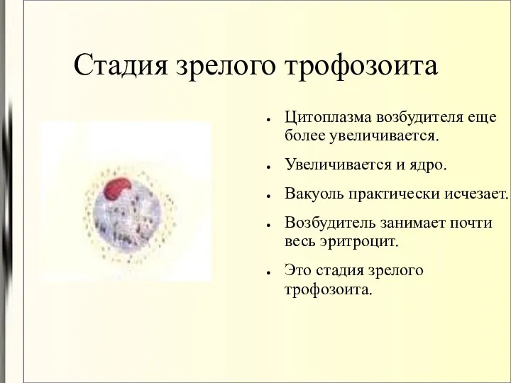 Стадия зрелого трофозоита Цитоплазма возбудителя еще более увеличивается. Увеличивается и ядро.