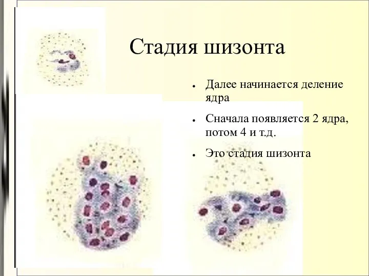 Стадия шизонта Далее начинается деление ядра Сначала появляется 2 ядра, потом