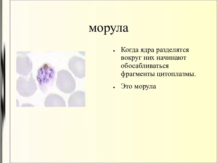 морула Когда ядра разделятся вокруг них начинают обосабливаться фрагменты цитоплазмы. Это морула