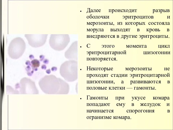 Далее происходит разрыв оболочки эритроцитов и мерозоиты, из которых состояла морула