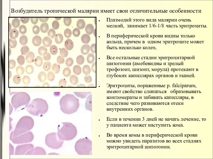 Возбудитель тропической малярии имеет свои отличительные особенности Плазмодий этого вида малярии