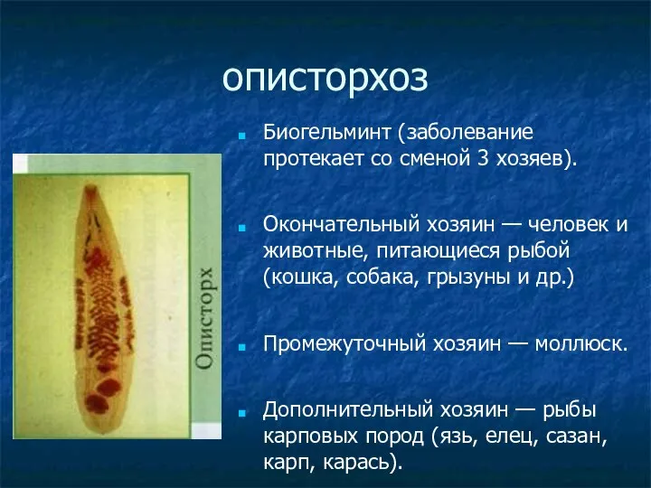 описторхоз Биогельминт (заболевание протекает со сменой 3 хозяев). Окончательный хозяин —