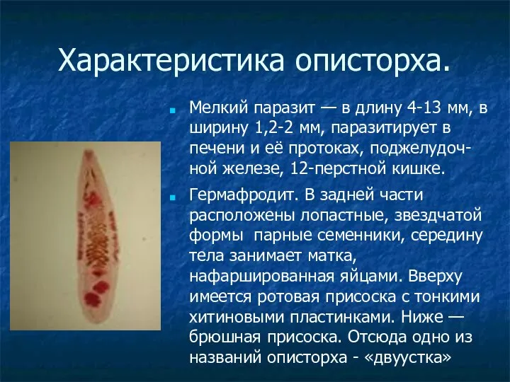 Характеристика описторха. Мелкий паразит — в длину 4-13 мм, в ширину