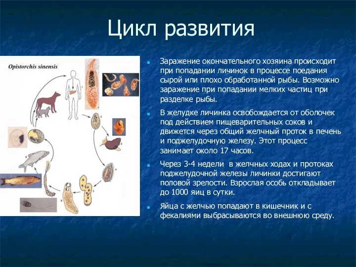 Цикл развития Заражение окончательного хозяина происходит при попадании личинок в процессе