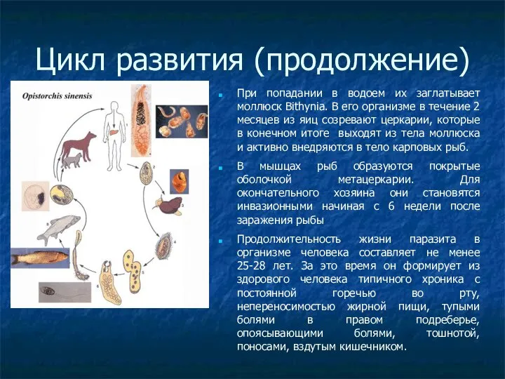 Цикл развития (продолжение)‏ При попадании в водоем их заглатывает моллюск Bithynia.