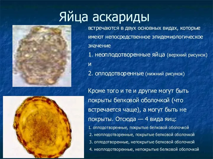 Яйца аскариды встречаются в двух основных видах, которые имеют непосредственное эпидемиологическое