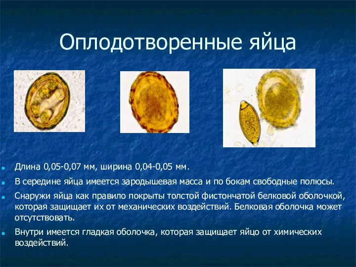 Оплодотворенные яйца Длина 0,05-0,07 мм, ширина 0,04-0,05 мм. В середине яйца