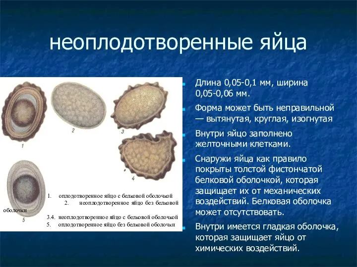 неоплодотворенные яйца Длина 0,05-0,1 мм, ширина 0,05-0,06 мм. Форма может быть