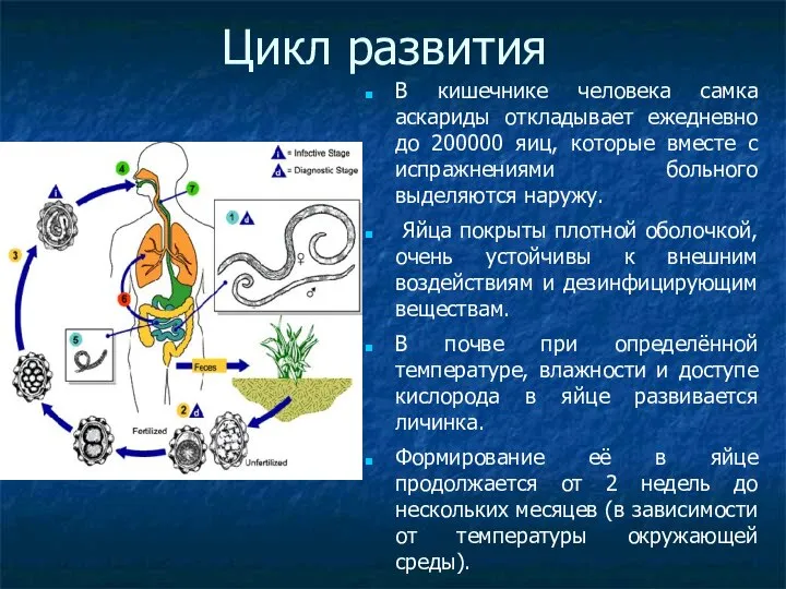 Цикл развития В кишечнике человека самка аскариды откладывает ежедневно до 200000