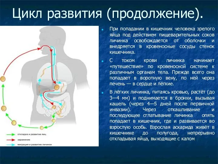 Цикл развития (продолжение). При попадании в кишечник человека зрелого яйца под