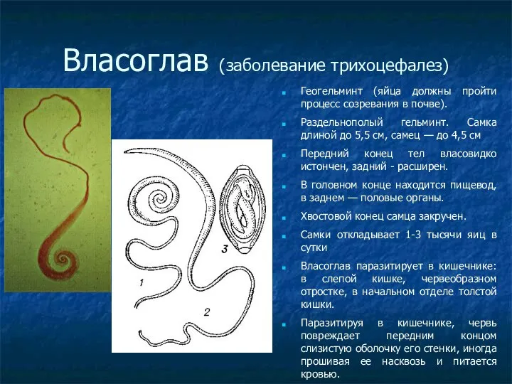 Власоглав (заболевание трихоцефалез)‏ Геогельминт (яйца должны пройти процесс созревания в почве).