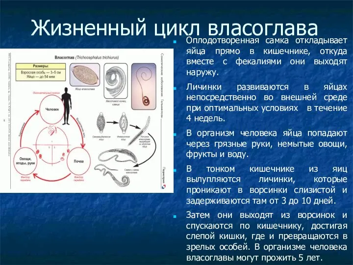 Жизненный цикл власоглава Оплодотворенная самка откладывает яйца прямо в кишечнике, откуда