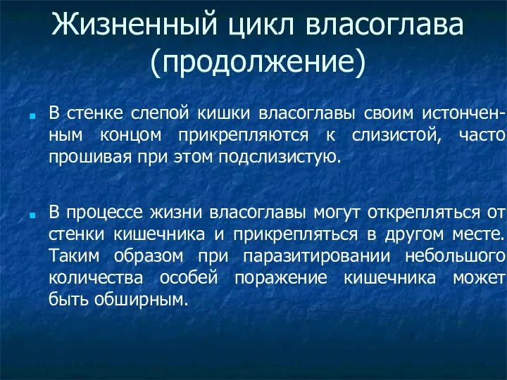 Жизненный цикл власоглава (продолжение)‏ В стенке слепой кишки власоглавы своим истончен-ным