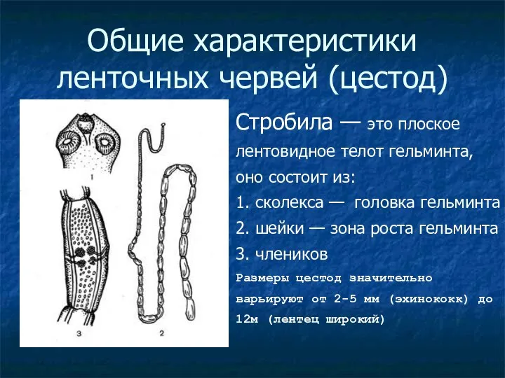 Общие характеристики ленточных червей (цестод)‏ Стробила — это плоское лентовидное телот