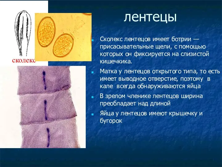 лентецы сколекс Сколекс лентецов имеет ботрии — присасывательные щели, с помощью