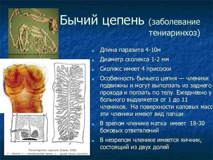 Бычий цепень (заболевание тениаринхоз)‏ Длина паразита 4-10м Диаметр сколекса 1-2 мм