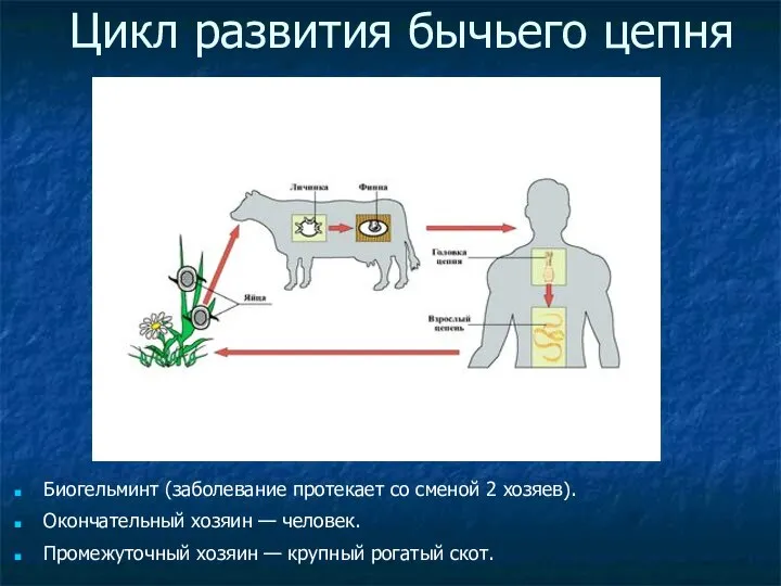 Цикл развития бычьего цепня Биогельминт (заболевание протекает со сменой 2 хозяев).