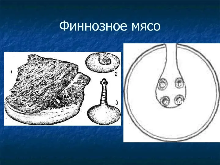 Финнозное мясо Добавьте графический объект двойным щелчком мыши