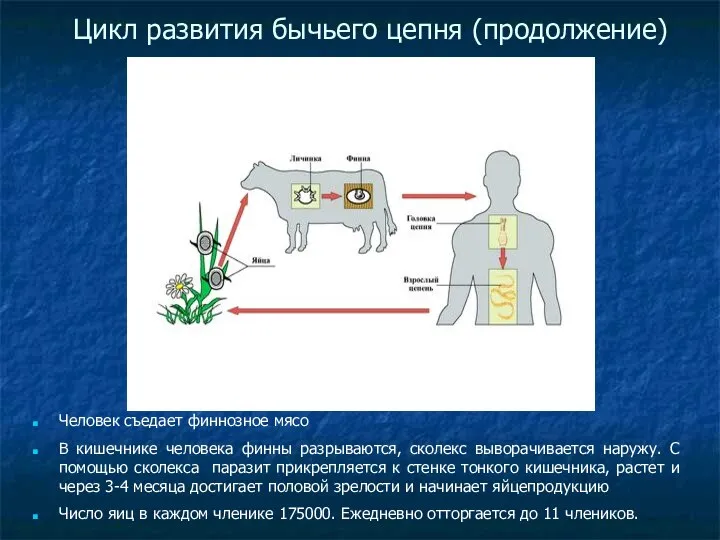 Цикл развития бычьего цепня (продолжение)‏ Человек съедает финнозное мясо В кишечнике