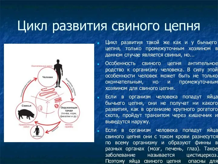 Цикл развития свиного цепня Цикл развития такой же как и у