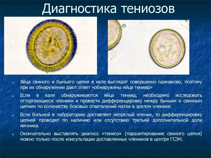 Диагностика тениозов Яйца свиного и бычьего цепня в кале выглядят совершенно