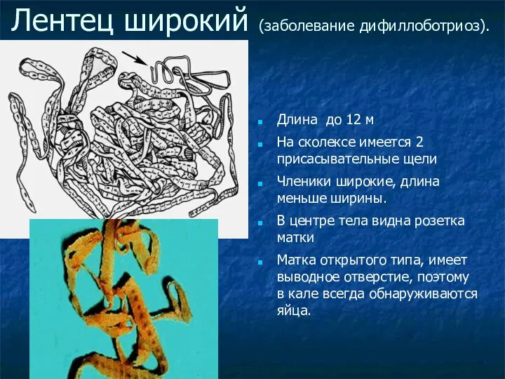 Лентец широкий (заболевание дифиллоботриоз). Длина до 12 м На сколексе имеется