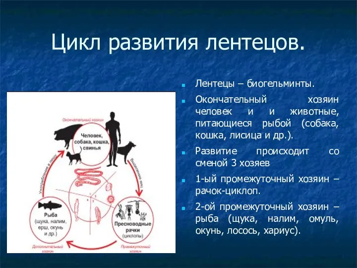 Цикл развития лентецов. Лентецы – биогельминты. Окончательный хозяин человек и и