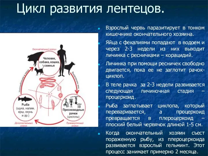 Цикл развития лентецов. Взрослый червь паразитирует в тонком кишечнике окончательного хозяина.