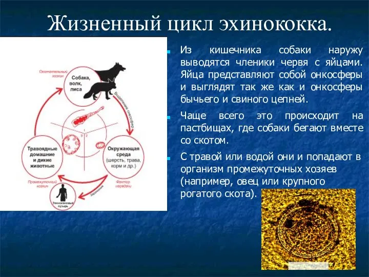 Жизненный цикл эхинококка. Из кишечника собаки наружу выводятся членики червя с