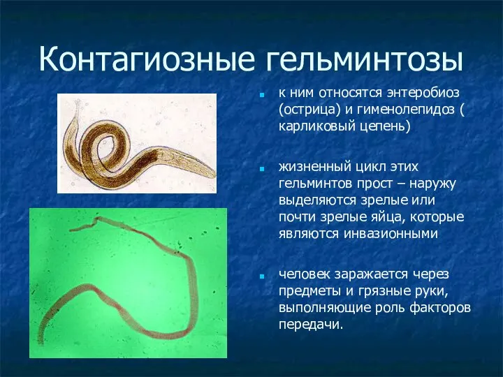 Контагиозные гельминтозы к ним относятся энтеробиоз (острица) и гименолепидоз ( карликовый