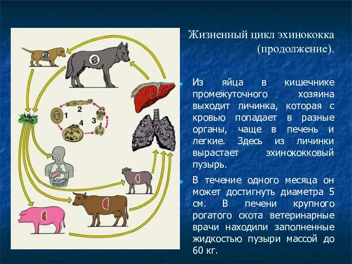 Жизненный цикл эхинококка (продолжение). Из яйца в кишечнике промежуточного хозяина выходит