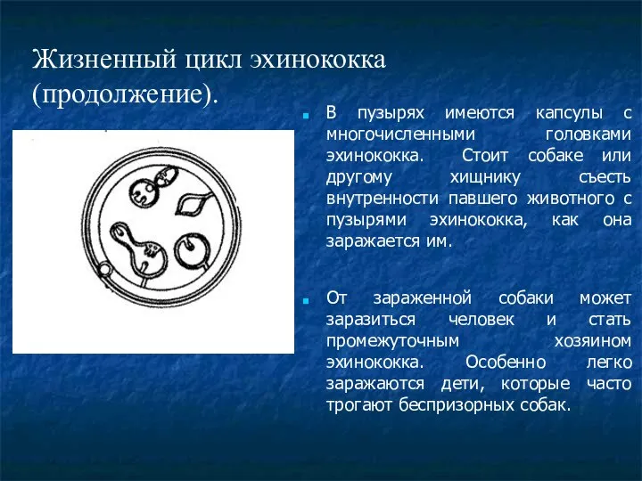 Жизненный цикл эхинококка (продолжение). В пузырях имеются капсулы с многочисленными головками