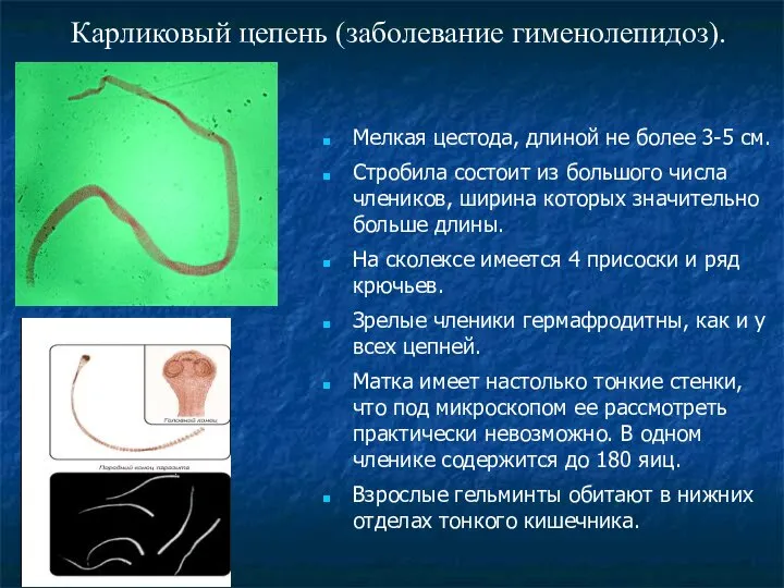 Карликовый цепень (заболевание гименолепидоз). Мелкая цестода, длиной не более 3-5 см.