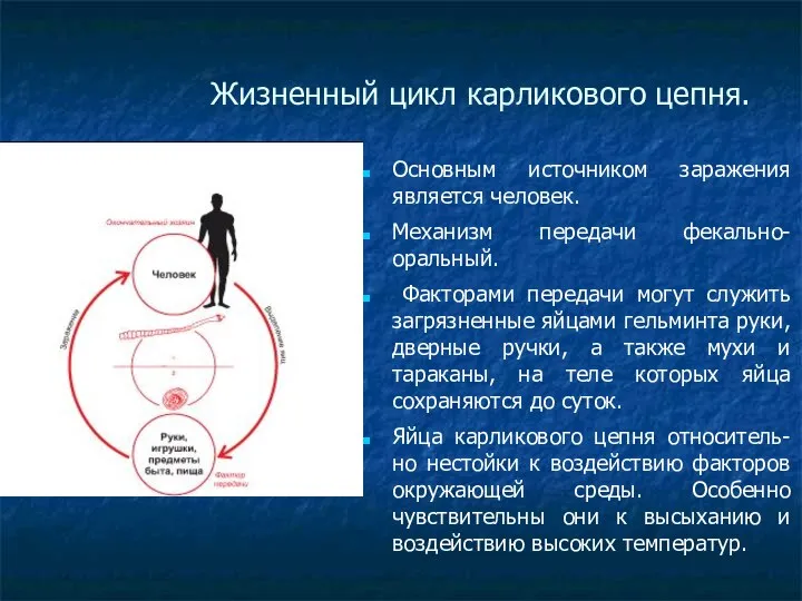 Жизненный цикл карликового цепня. Основным источником заражения является человек. Механизм передачи