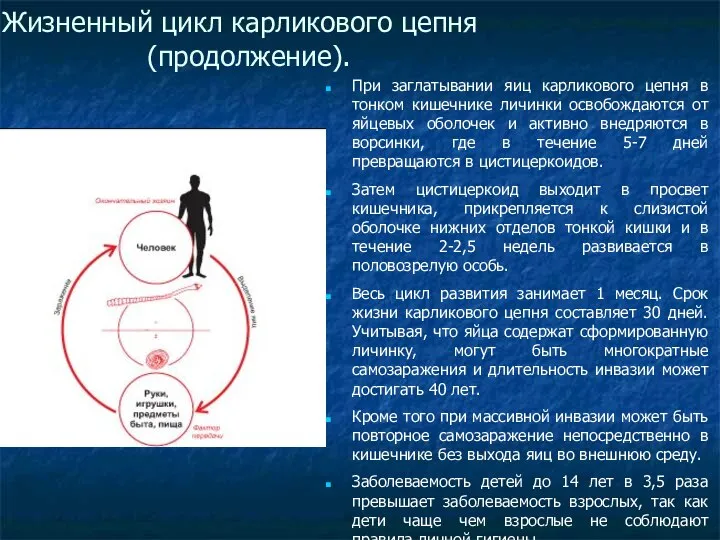 Жизненный цикл карликового цепня (продолжение). При заглатывании яиц карликового цепня в