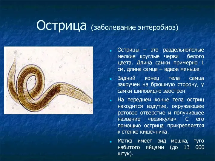 Острица (заболевание энтеробиоз)‏ Острицы – это раздельнополые мелкие круглые черви белого