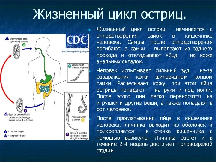 Жизненный цикл остриц. Жизненный цикл остриц начинается с оплодотворения самок в