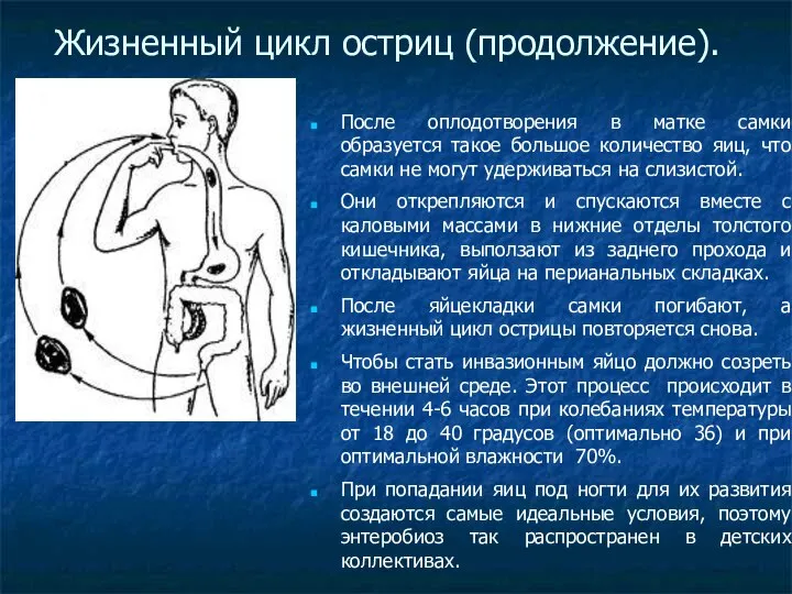 Жизненный цикл остриц (продолжение). После оплодотворения в матке самки образуется такое