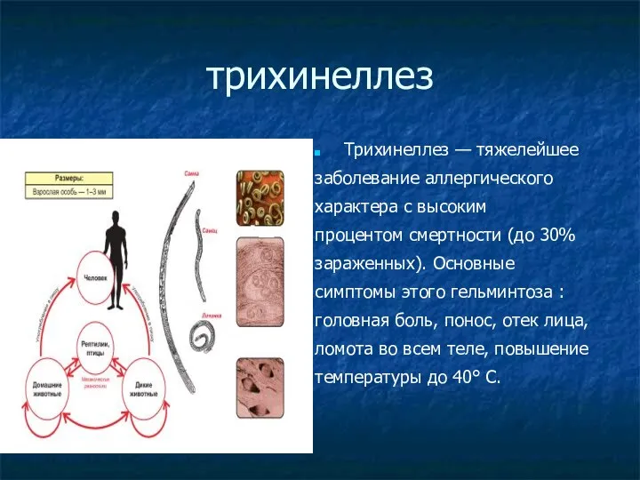 трихинеллез Трихинеллез — тяжелейшее заболевание аллергического характера с высоким процентом смертности