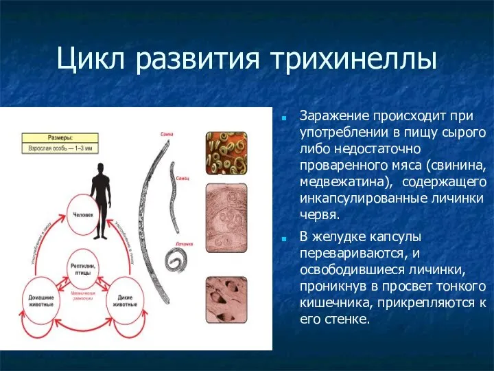 Цикл развития трихинеллы Заражение происходит при употреблении в пищу сырого либо