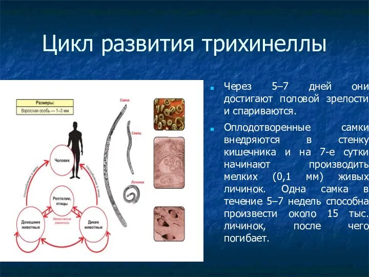 Цикл развития трихинеллы Через 5–7 дней они достигают половой зрелости и