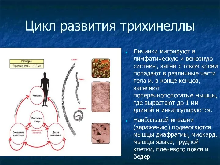 Цикл развития трихинеллы Личинки мигрируют в лимфатическую и венозную системы, затем