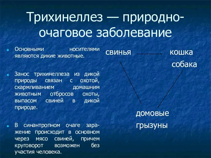 Трихинеллез — природно-очаговое заболевание Основными носителями являются дикие животные. Занос трихинеллеза